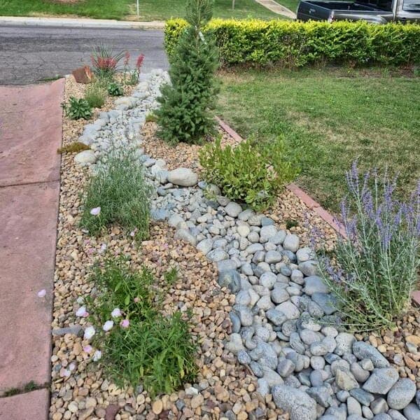 Dry creek bed of river rock and pea gravel planted with Russian sage and native flowers