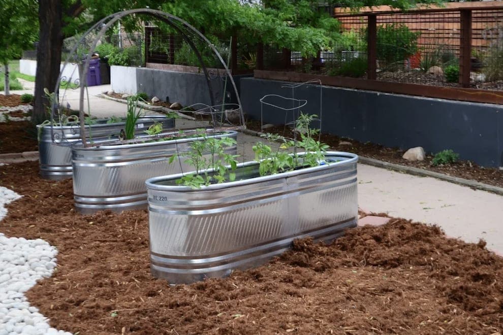 Galvanized stock-tank planters with young tomato plants, set in fresh mulch beside white river rock