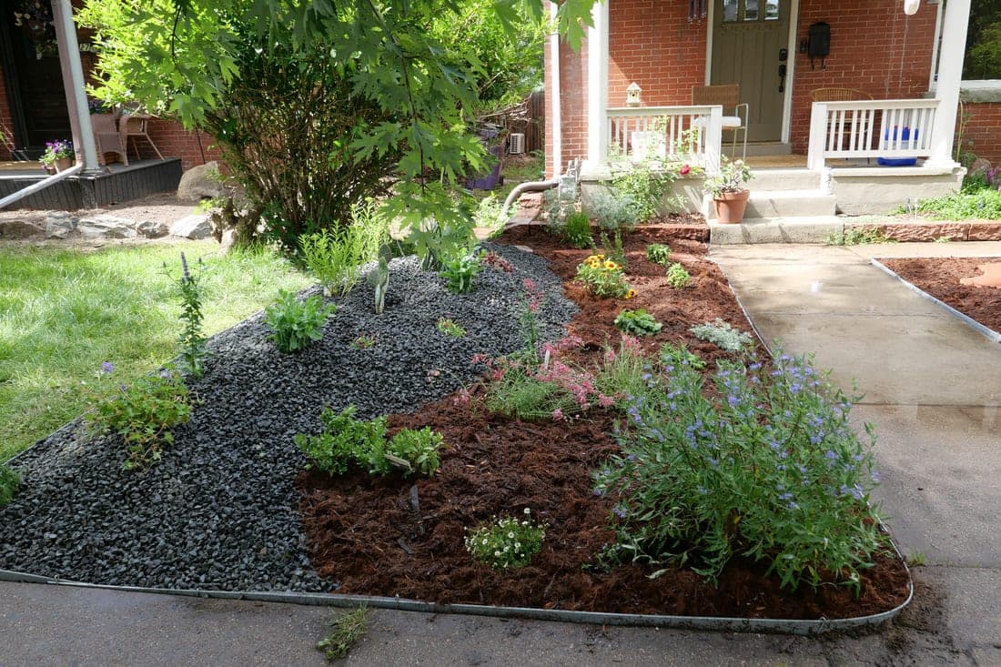 Front-yard xeriscape of black gravel and mulch planted with native flowers, edged in steel